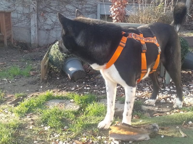 🐾 Aiko – een vierjarige Amerikaanse Akita met een hart van puur goud! 