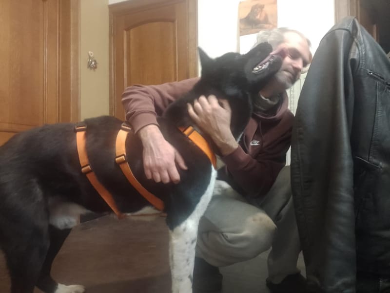 🐾 Aiko – een vierjarige Amerikaanse Akita met een hart van puur goud! 