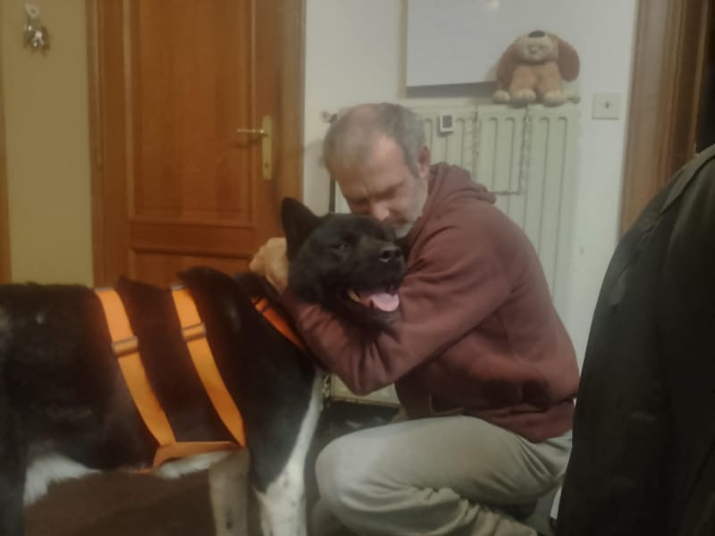 🐾 Aiko – een vierjarige Amerikaanse Akita met een hart van puur goud! 