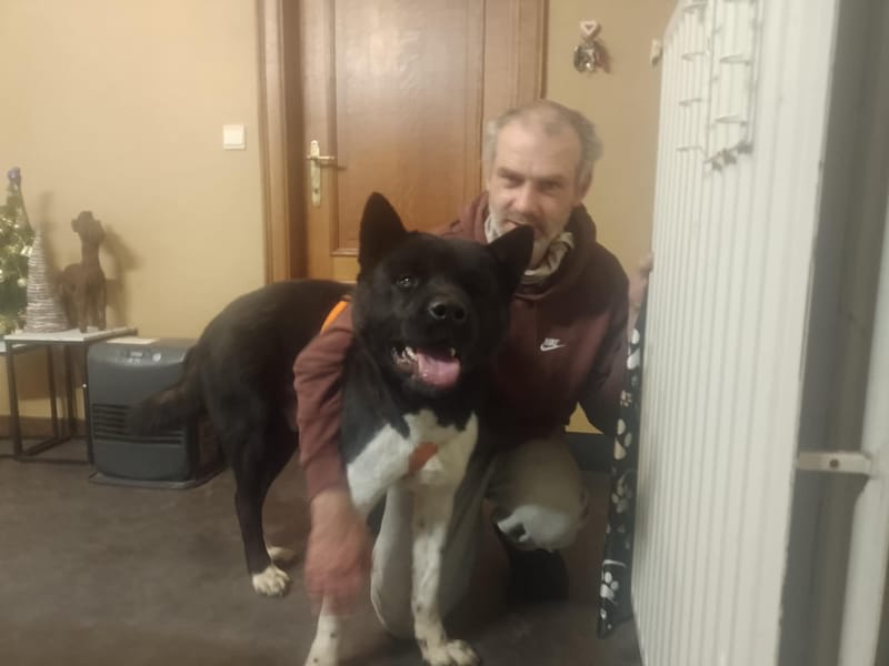 🐾 Aiko – een vierjarige Amerikaanse Akita met een hart van puur goud! 