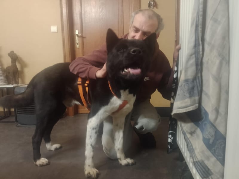 🐾 Aiko – een vierjarige Amerikaanse Akita met een hart van puur goud! 