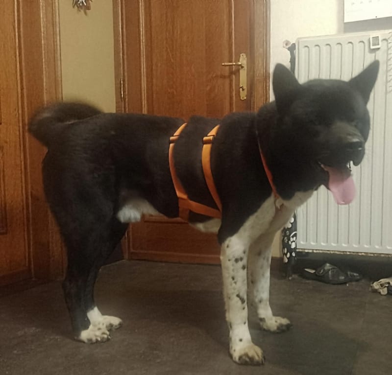 🐾 Aiko – een vierjarige Amerikaanse Akita met een hart van puur goud! 