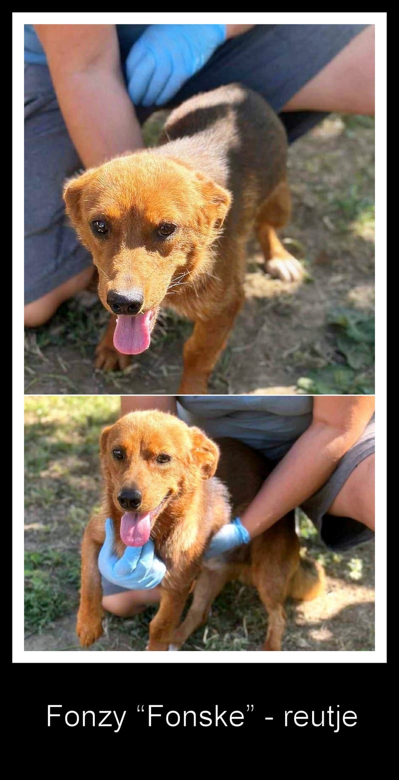 🐾 Fonzy – een klein ventje met een groot hart 🐾