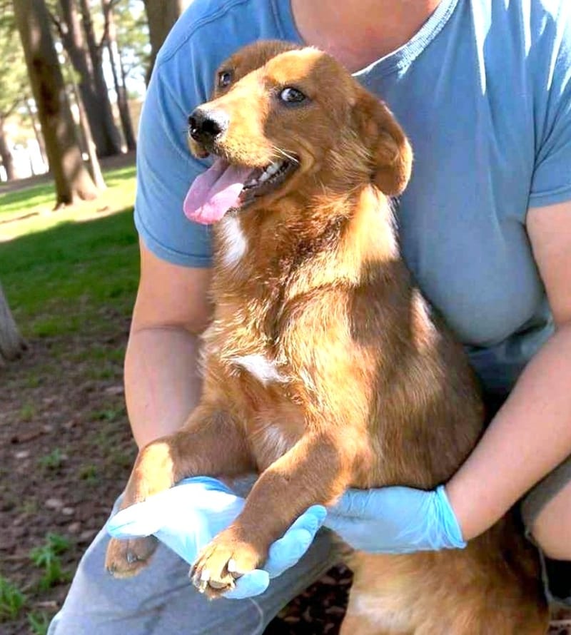 🐾 Fonzy – een klein ventje met een groot hart 🐾