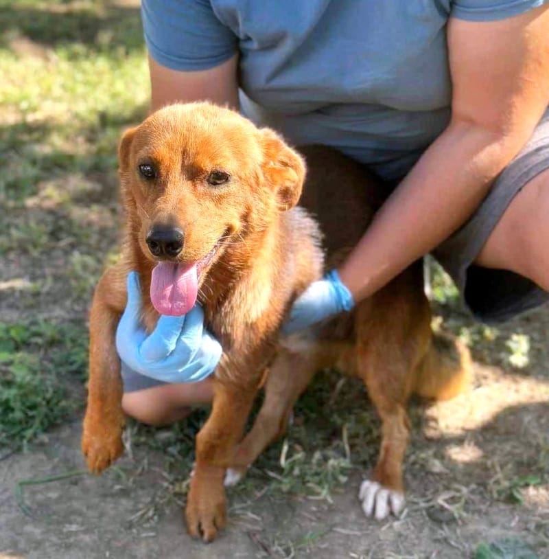 🐾 Fonzy – een klein ventje met een groot hart 🐾