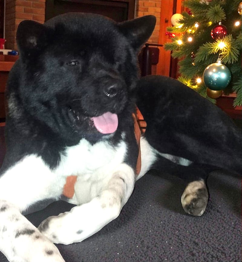 🐾 Aiko – een vierjarige Amerikaanse Akita met een hart van puur goud! 