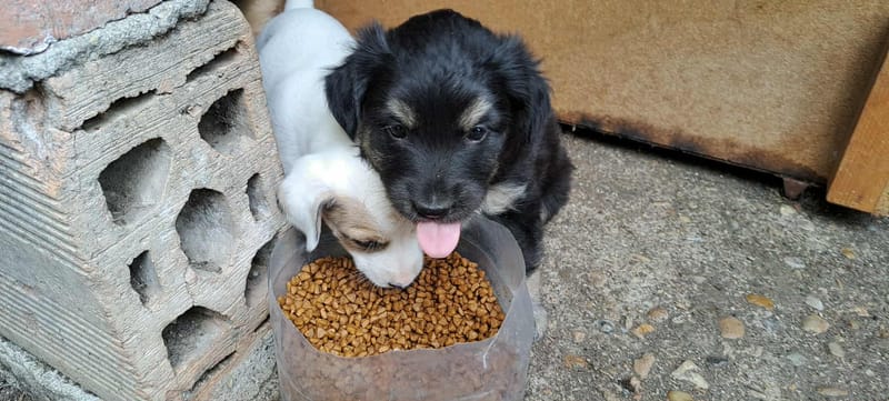 🌸 TAMARA – het zachte, tedere meisje met een bijzonder begin