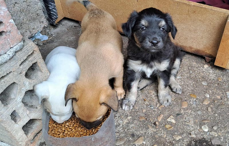 🌸 TAMARA – het zachte, tedere meisje met een bijzonder begin