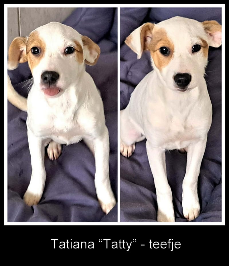 🐾💛 Tatiana "Tatty" – teder, lief en klaar voor haar eerste échte leven 🐾