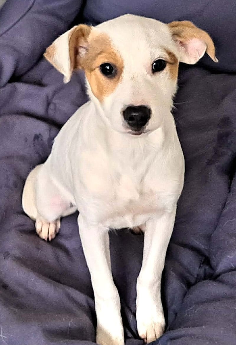 🐾💛 Tatiana "Tatty" – teder, lief en klaar voor haar eerste échte leven 🐾