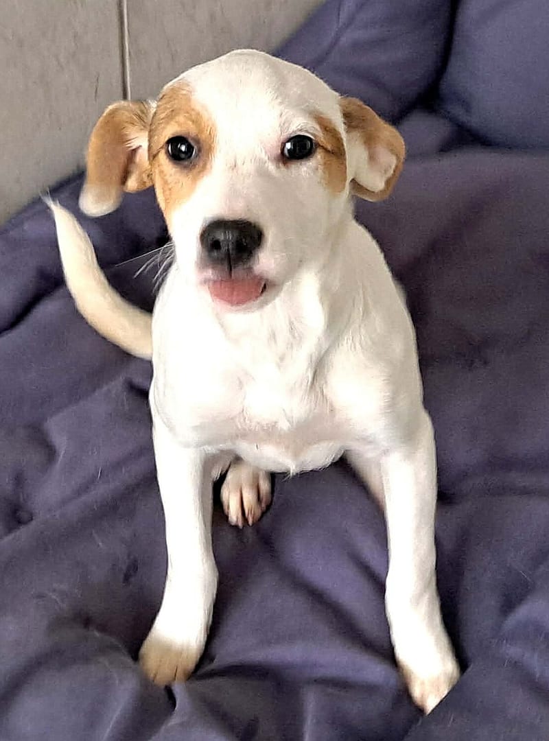 🐾💛 Tatiana "Tatty" – teder, lief en klaar voor haar eerste échte leven 🐾