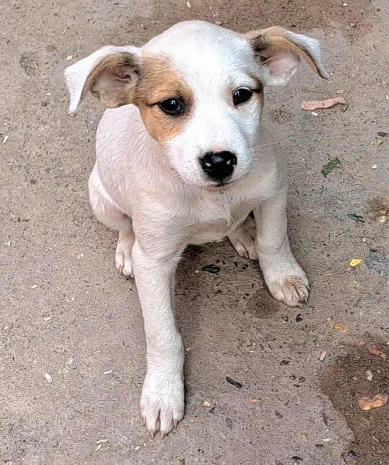 🐾💛 Tatiana "Tatty" – teder, lief en klaar voor haar eerste échte leven 🐾