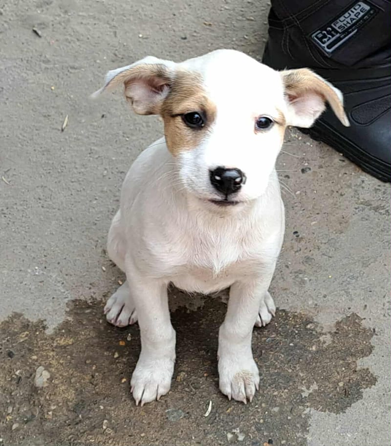 🐾💛 Tatiana "Tatty" – teder, lief en klaar voor haar eerste échte leven 🐾