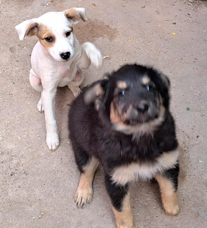 🐾💛 Tatiana "Tatty" – teder, lief en klaar voor haar eerste échte leven 🐾