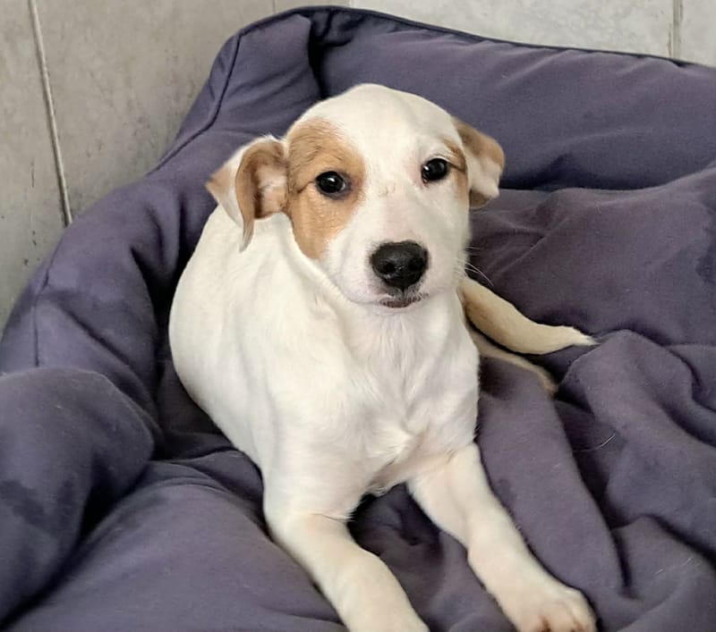 🐾💛 Tatiana "Tatty" – teder, lief en klaar voor haar eerste échte leven 🐾