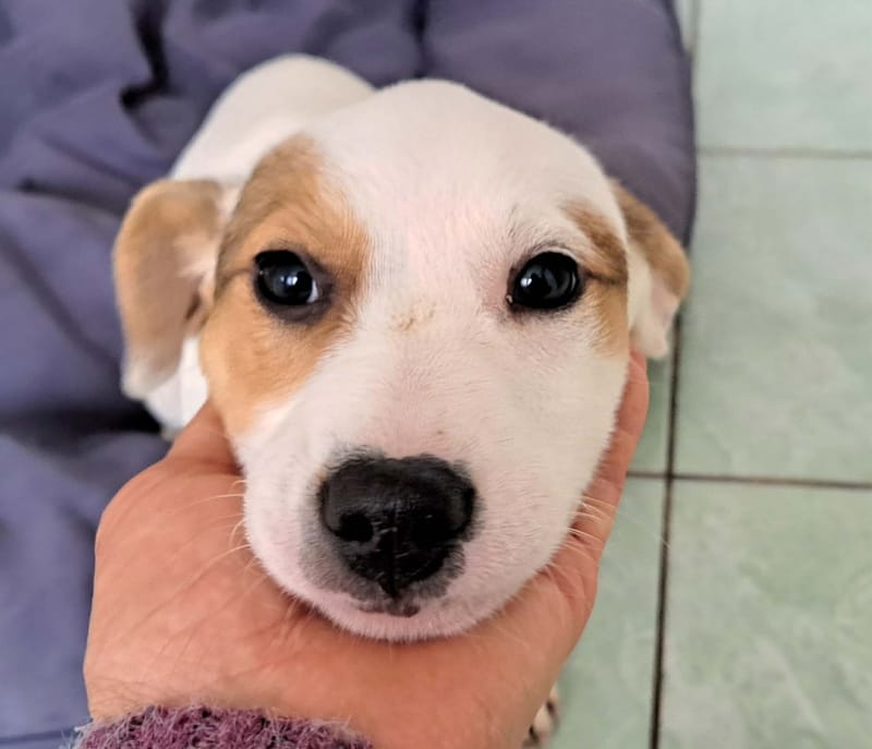 🐾💛 Tatiana "Tatty" – teder, lief en klaar voor haar eerste échte leven 🐾