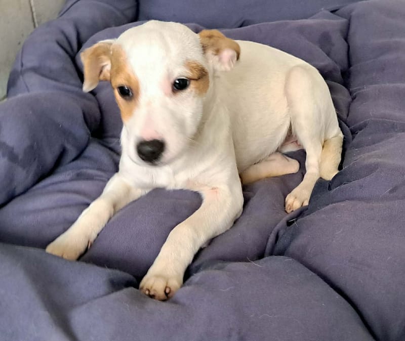 🐾💛 Tatiana "Tatty" – teder, lief en klaar voor haar eerste échte leven 🐾