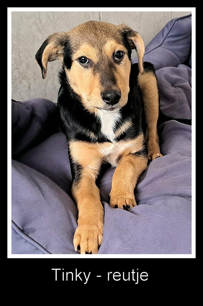 🐾💛 Tinky – lief, zacht en klaar voor zijn eerste échte thuis 🐾