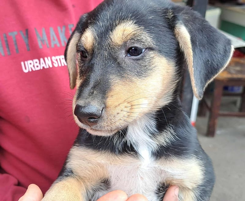 🐾💛 Tinky – lief, zacht en klaar voor zijn eerste échte thuis 🐾