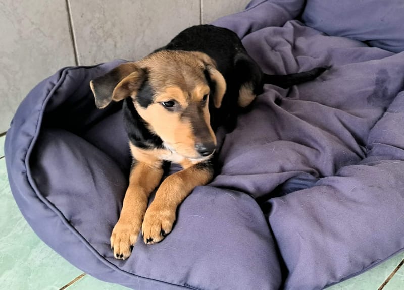 🐾💛 Tinky – lief, zacht en klaar voor zijn eerste échte thuis 🐾