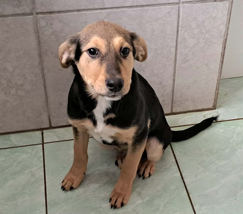 🐾💛 Tinky – lief, zacht en klaar voor zijn eerste échte thuis 🐾