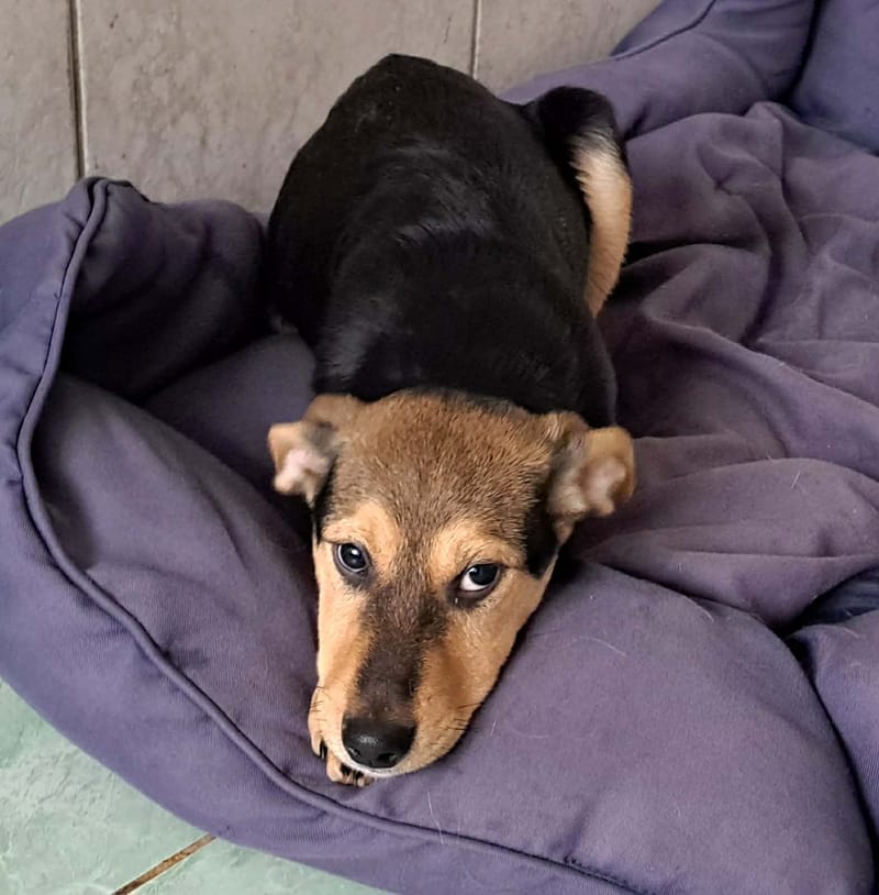 🐾💛 Tinky – lief, zacht en klaar voor zijn eerste échte thuis 🐾