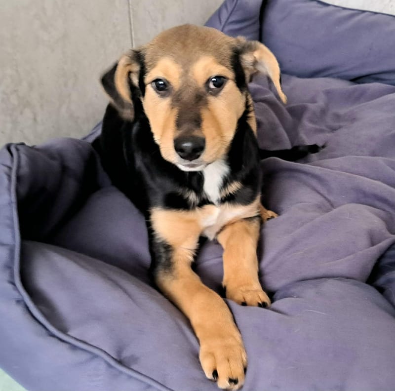 🐾💛 Tinky – lief, zacht en klaar voor zijn eerste échte thuis 🐾