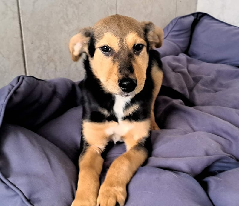 🐾💛 Tinky – lief, zacht en klaar voor zijn eerste échte thuis 🐾