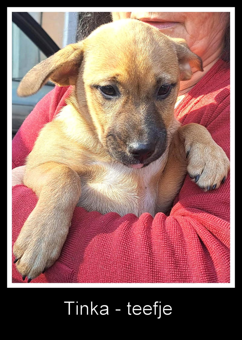 🐾💛 Tinka – zacht, lief en klaar voor een leven vol liefde 🐾