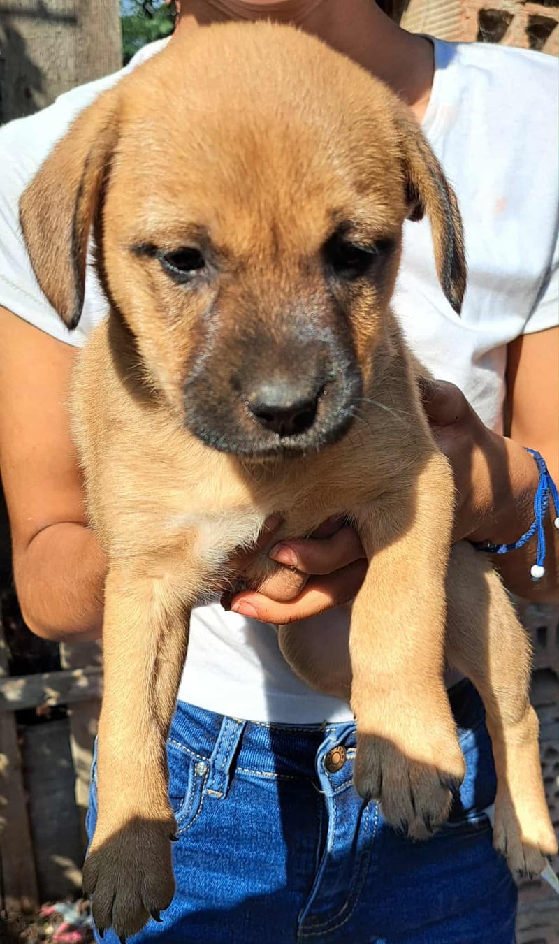 🐾💛 Tinka – zacht, lief en klaar voor een leven vol liefde 🐾