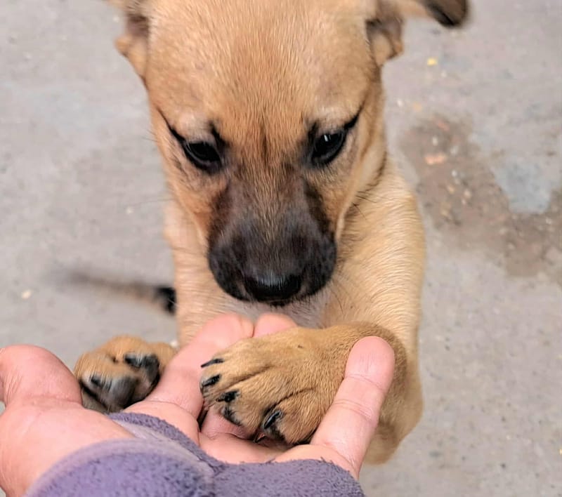 🐾💛 Tinka – zacht, lief en klaar voor een leven vol liefde 🐾