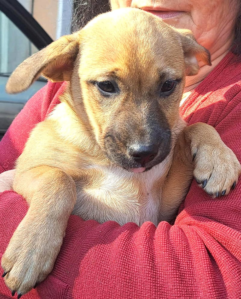 🐾💛 Tinka – zacht, lief en klaar voor een leven vol liefde 🐾