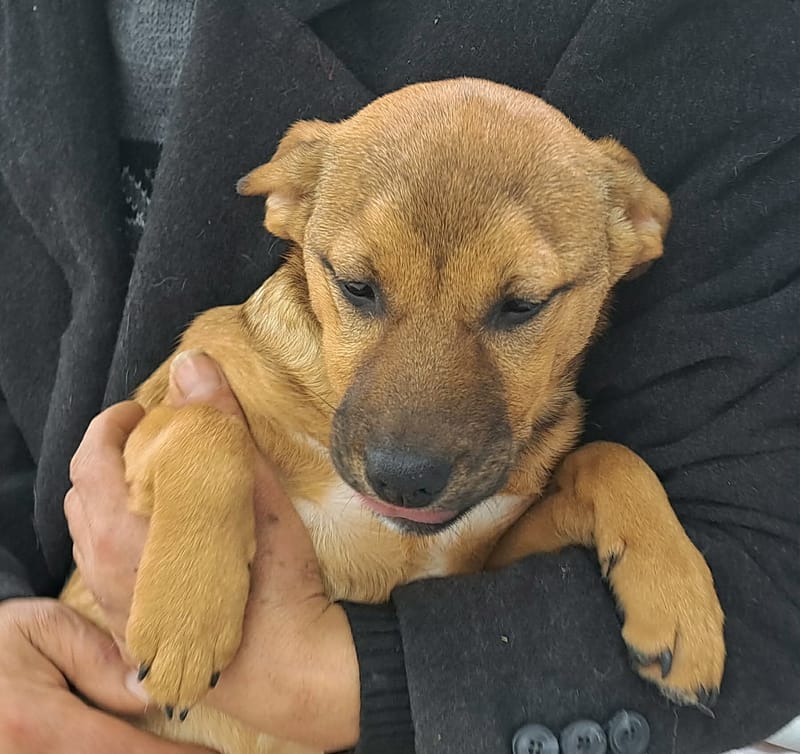 🐾💛 Tinka – zacht, lief en klaar voor een leven vol liefde 🐾