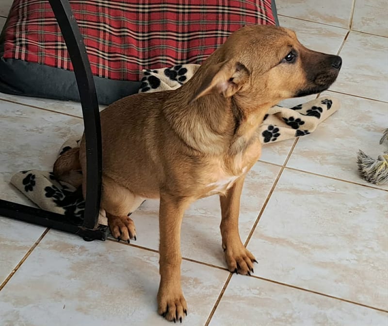 🐾💛 Tinka – zacht, lief en klaar voor een leven vol liefde 🐾