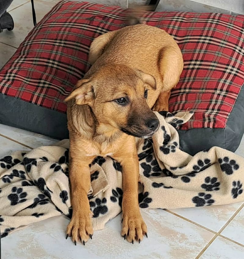 🐾💛 Tinka – zacht, lief en klaar voor een leven vol liefde 🐾