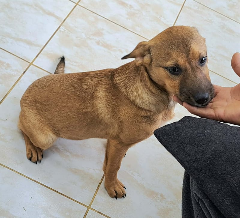 🐾💛 Tinka – zacht, lief en klaar voor een leven vol liefde 🐾