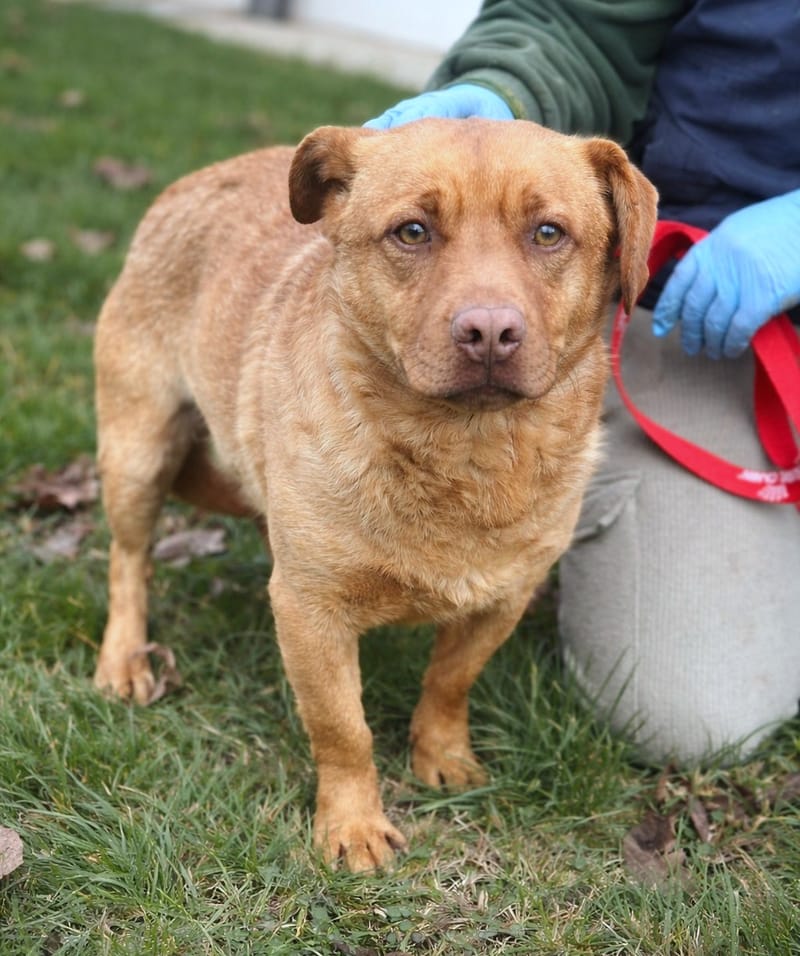 🐾 Mokka – een zachte ziel op zoek naar veiligheid 💛