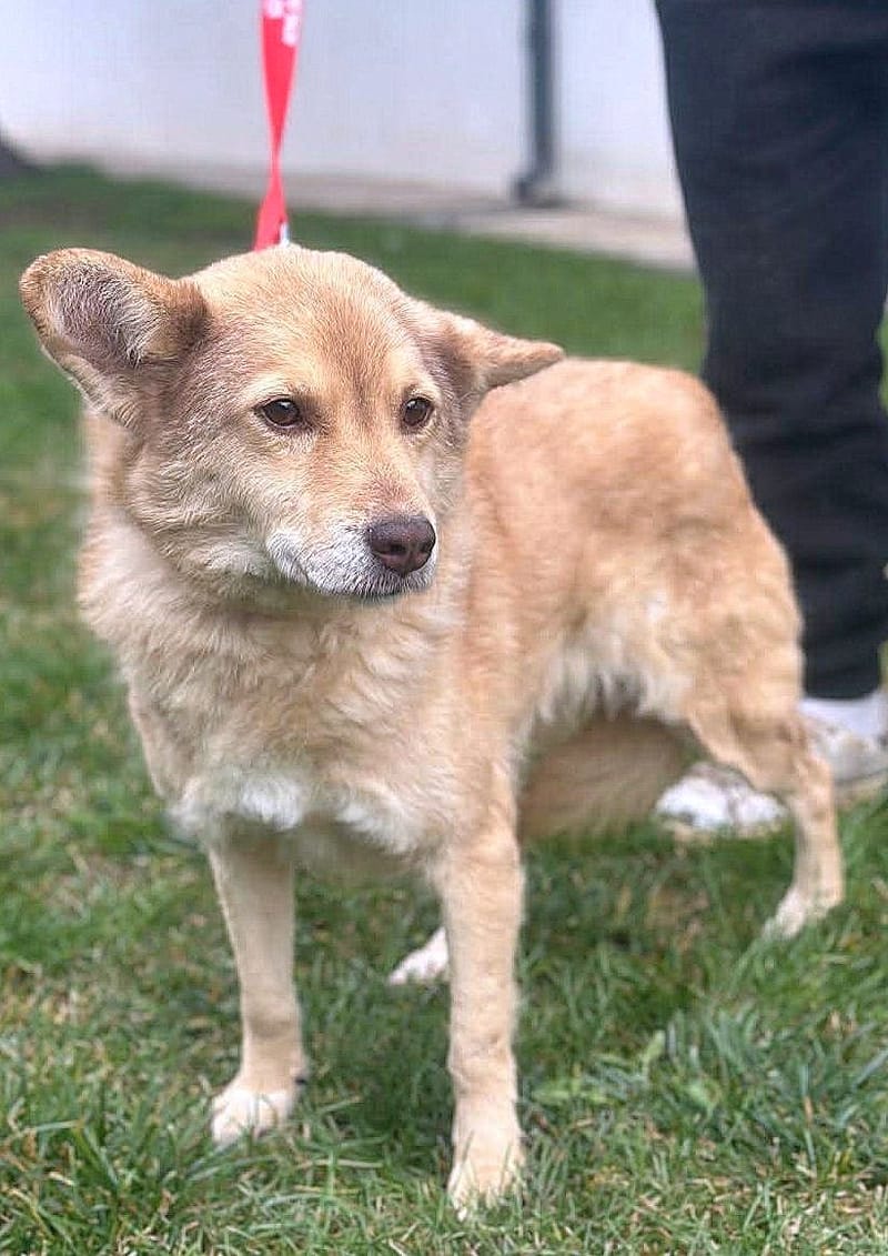 ✨ Elena "Leentje" – lief meisje met een zacht hart ✨