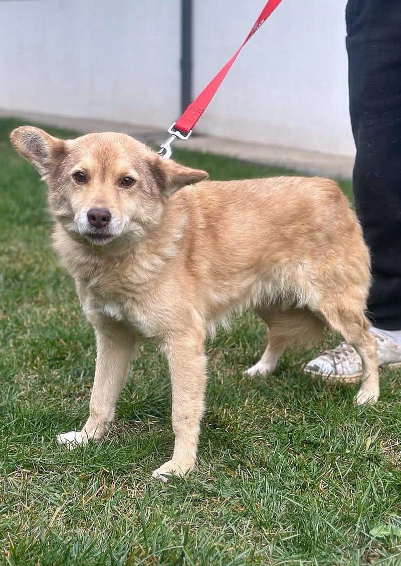 ✨ Elena "Leentje" – lief meisje met een zacht hart ✨