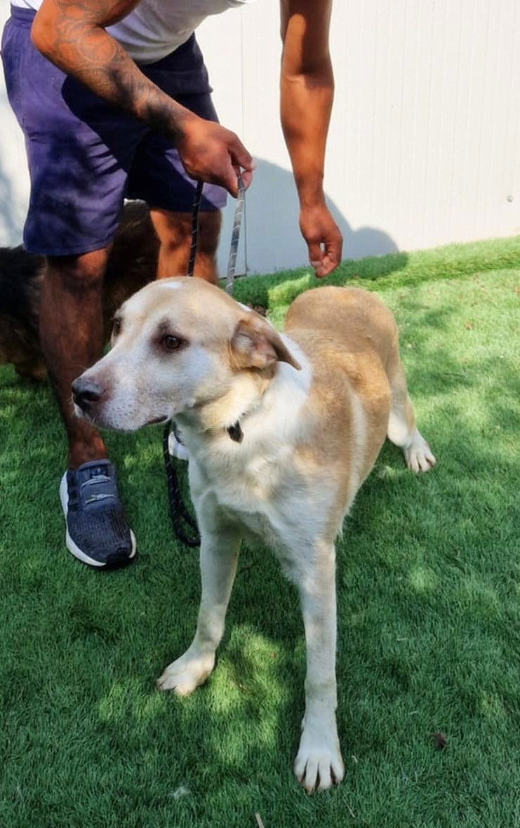 🐾 Luna – een klein Labrador-achtig meisje dat verlangt naar liefde ❤️