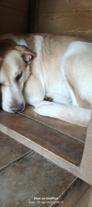 🐾 Luna – een klein Labrador-achtig meisje dat verlangt naar liefde ❤️