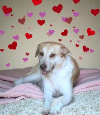 🐾 Luna – een klein Labrador-achtig meisje dat verlangt naar liefde ❤️