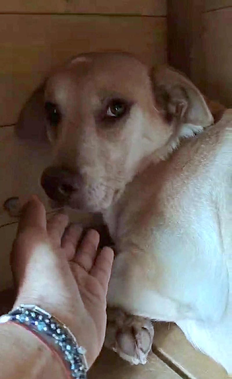 🐾 Luna – een klein Labrador-achtig meisje dat verlangt naar liefde ❤️