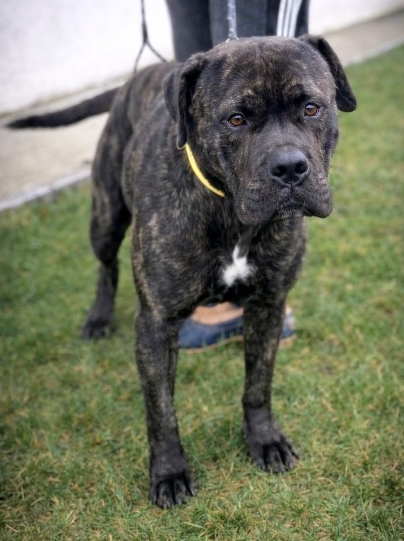 🐾 Binky – een grote jongen met een nog groter hart 🐾