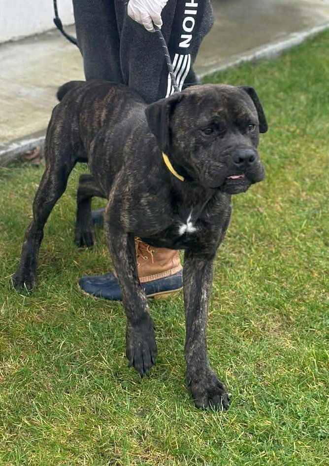 🐾 Binky – een grote jongen met een nog groter hart 🐾