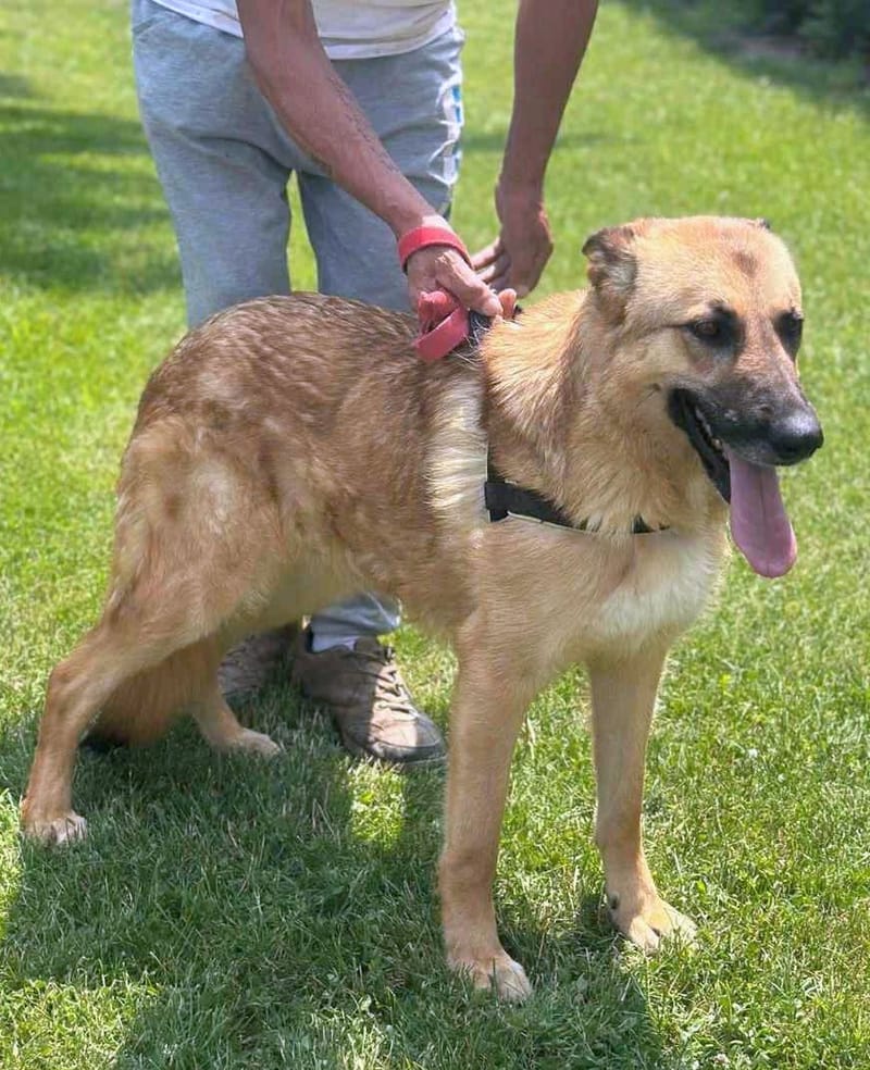 Tara 🐾✨ Te mooi om vergeten te worden – denk alsjeblieft aan haar…