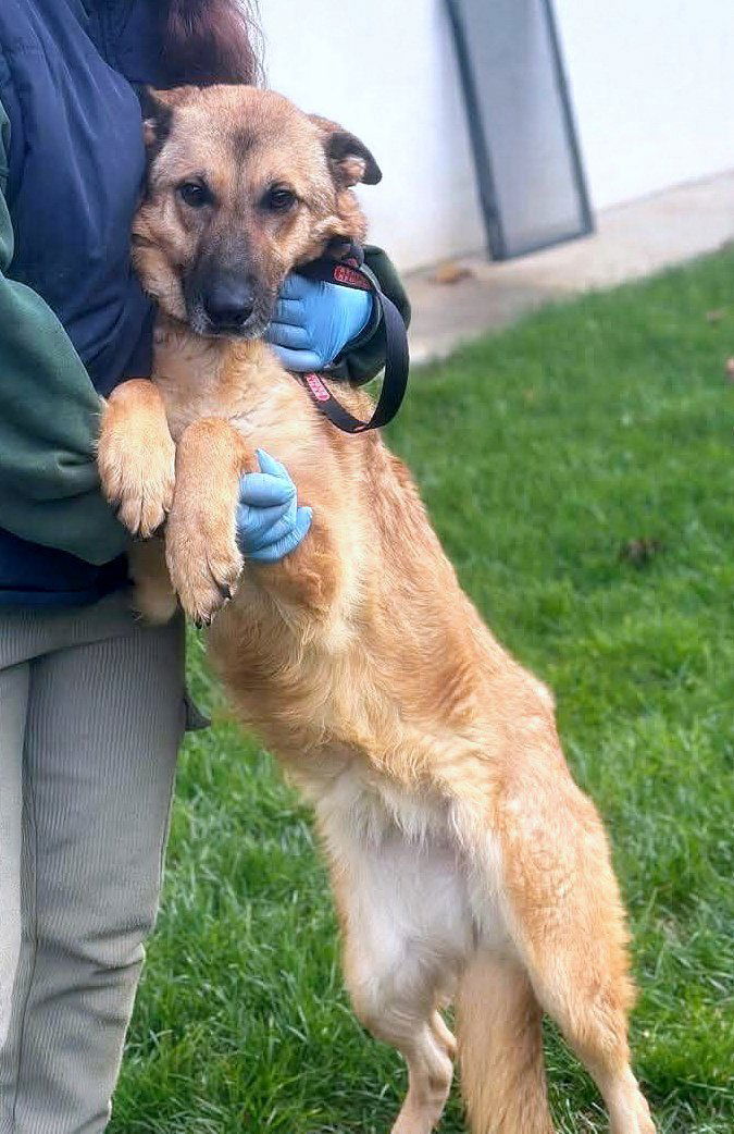 Tara 🐾✨ Te mooi om vergeten te worden – denk alsjeblieft aan haar…