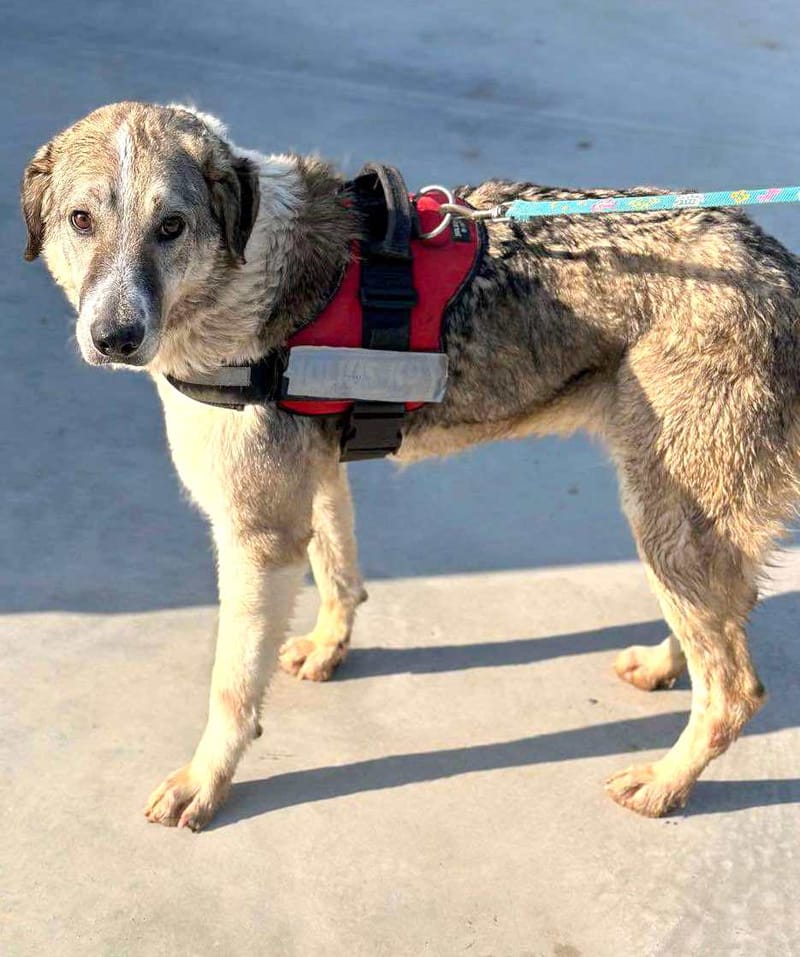 Nelson 🐾 Vijf jaar wachtende op een echt leven...