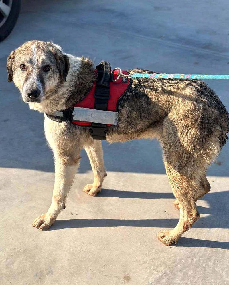 Nelson 🐾 Vijf jaar wachtende op een echt leven...