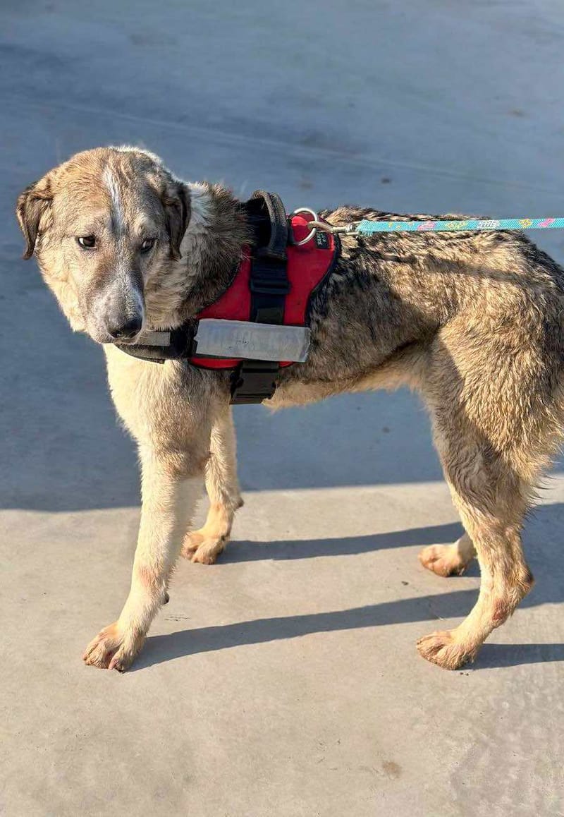 Nelson 🐾 Vijf jaar wachtende op een echt leven...